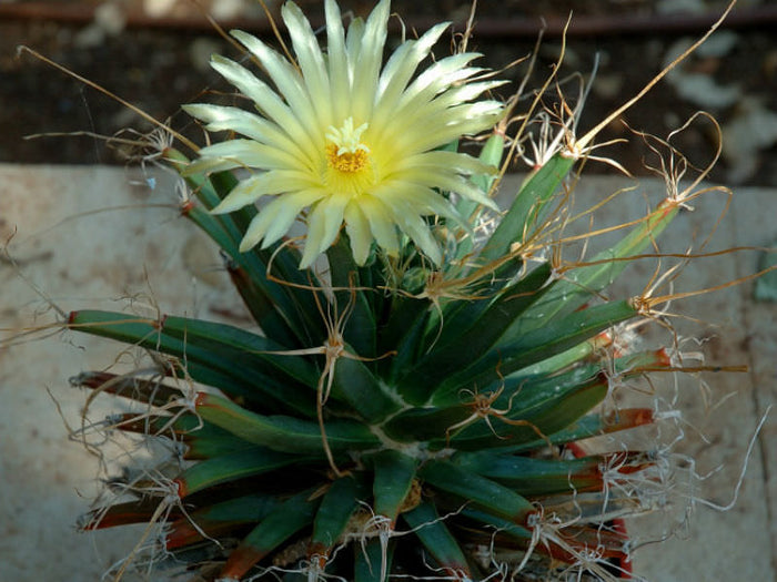 Leuchtenbergia principis --Prism Cactus--