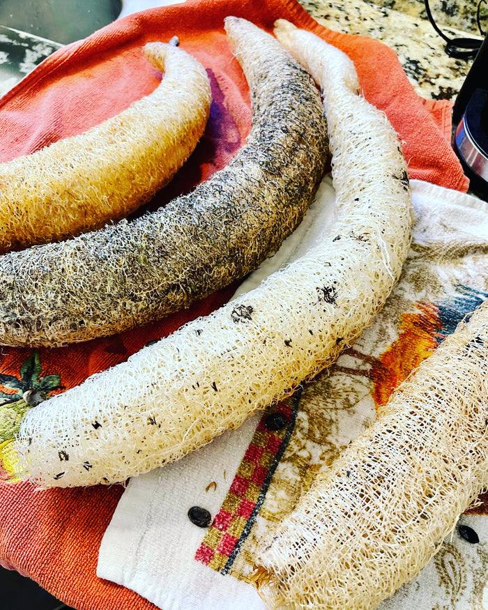 Organic Luffa Seeds, Luffa gourd seeds, North Carolina Luffa seeds, North Carolina seeds for farming, luffa seeds, natural loofa, loofa seeds, homesteading seeds, beginner homestead seeds