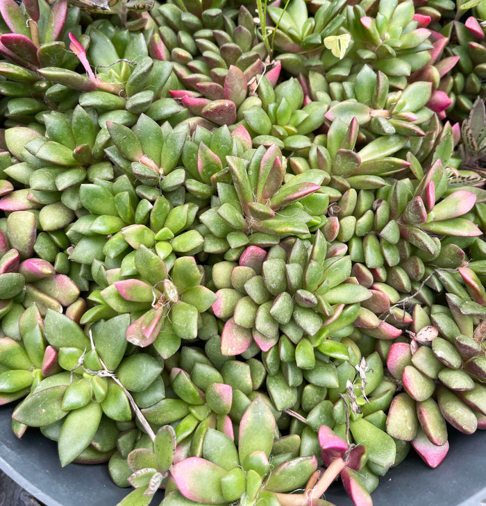 Anacampseros telephiastrum f variegatum --Sunrise--