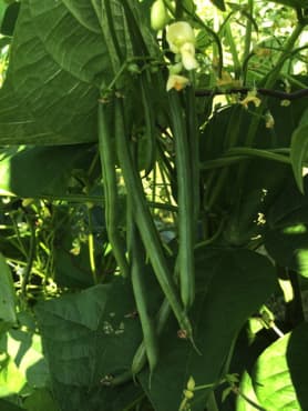 BEAN 'Seychelles'