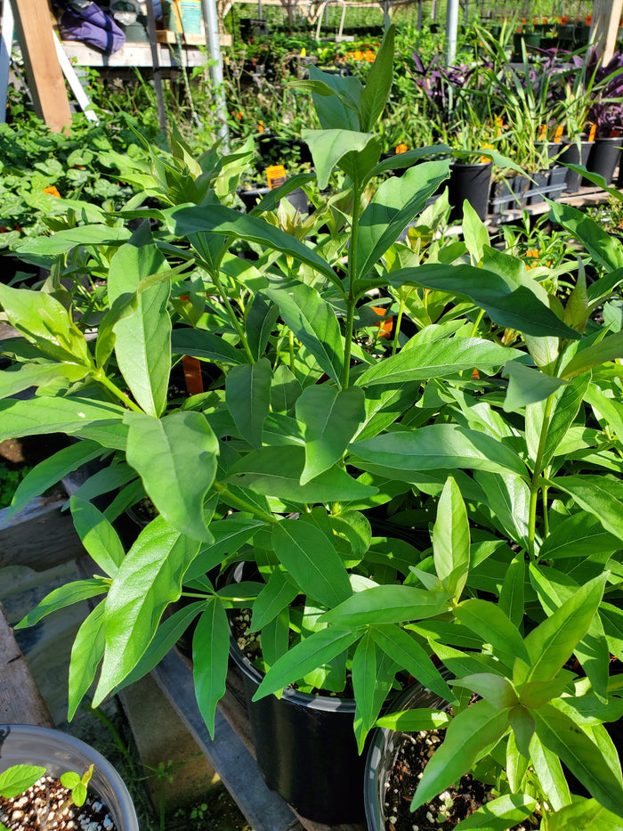 Cephalanthus occidentalis --Buttonbush--