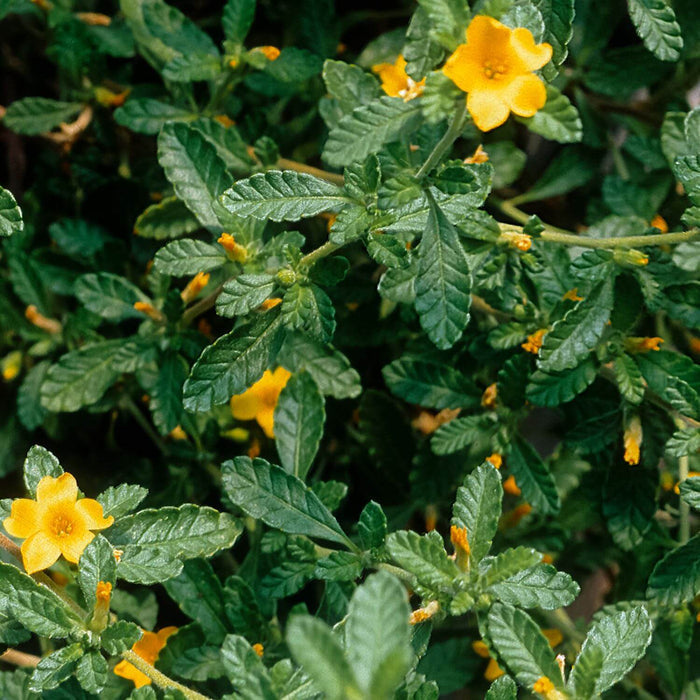 Damiana Tincture (Turnera diffusa)
