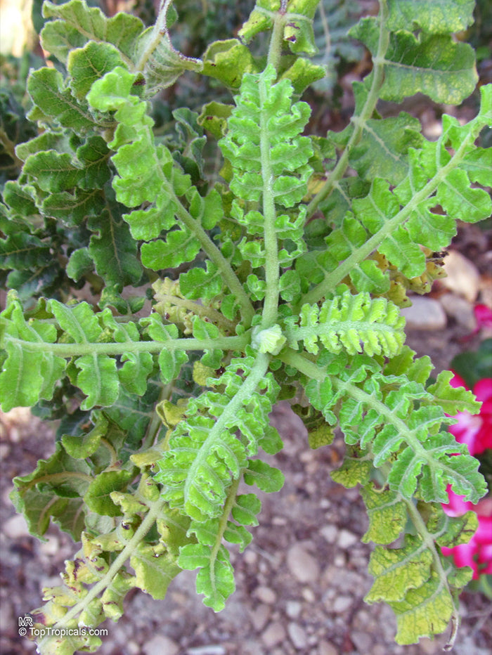 FRANKINCENSE 'True' --Boswellia sacra--