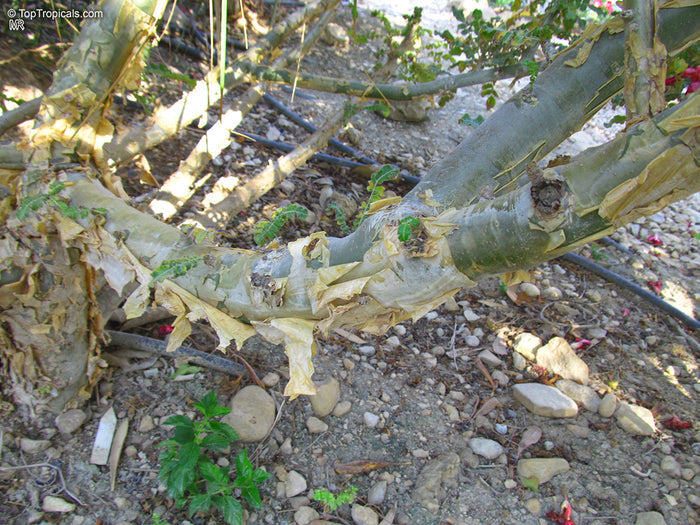 FRANKINCENSE 'True' --Boswellia sacra--