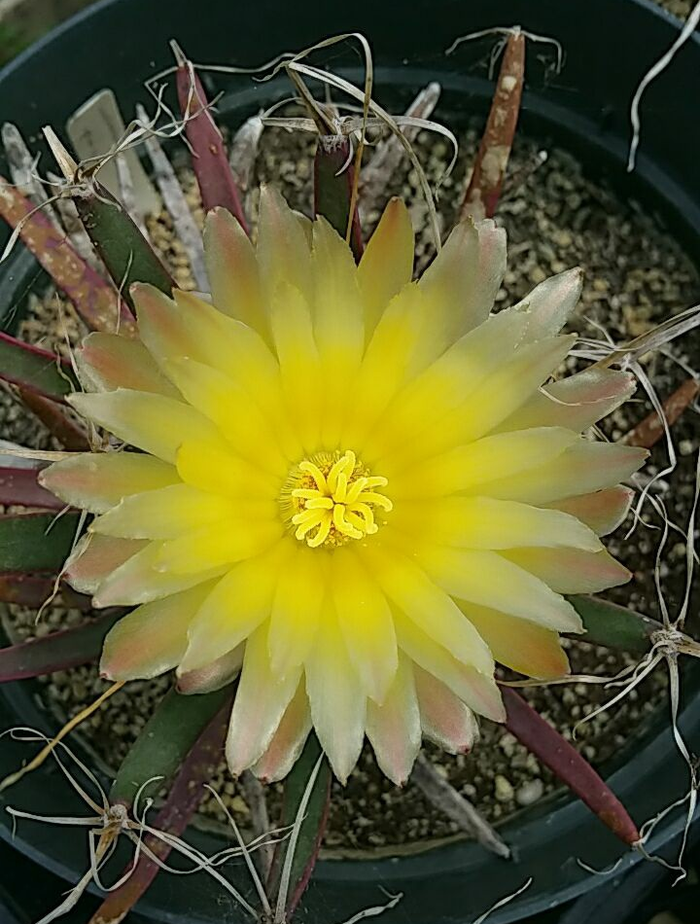 Leuchtenbergia principis --Prism Cactus--