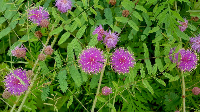 Mimosa quadrivalvis var. nuttallii --Sensitive Plant--