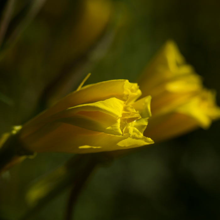 Evening Primrose seeds, premium evening primrose seeds, North Carolina homesteading seeds, homesteading seeds for beginners, Seeds for gardening, seeds for gardening, evening primrose seeds for gardening, small farm seeds, homestead items