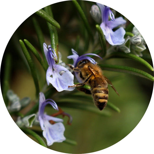 Living Libations Organic Rosemary Essential Oil