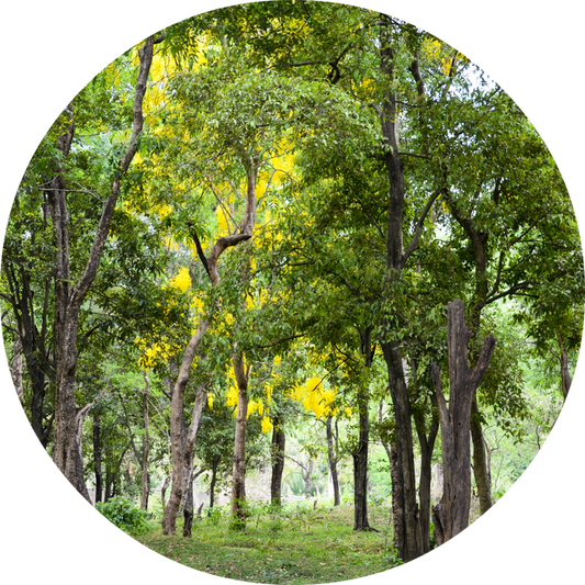 Living Libations Organic Sandalwood Essential Oil