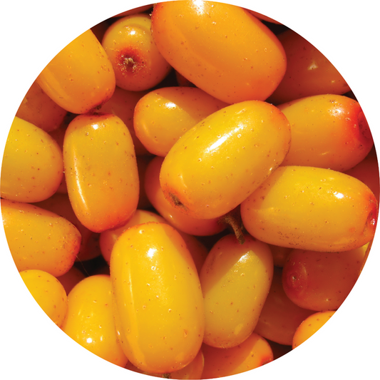 Living Libations Organic Seabuckthorn Berry Essential Oil