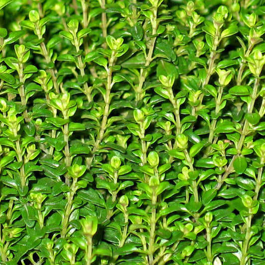 Thyme Tincture (Thymus vulgaris )1:3 45%