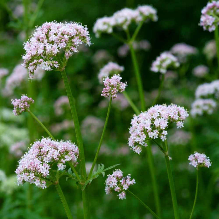 Valerian Root Tincture (Valeriana officinalis)