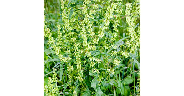 Yellow Dock Tincture (Rumex crispus)